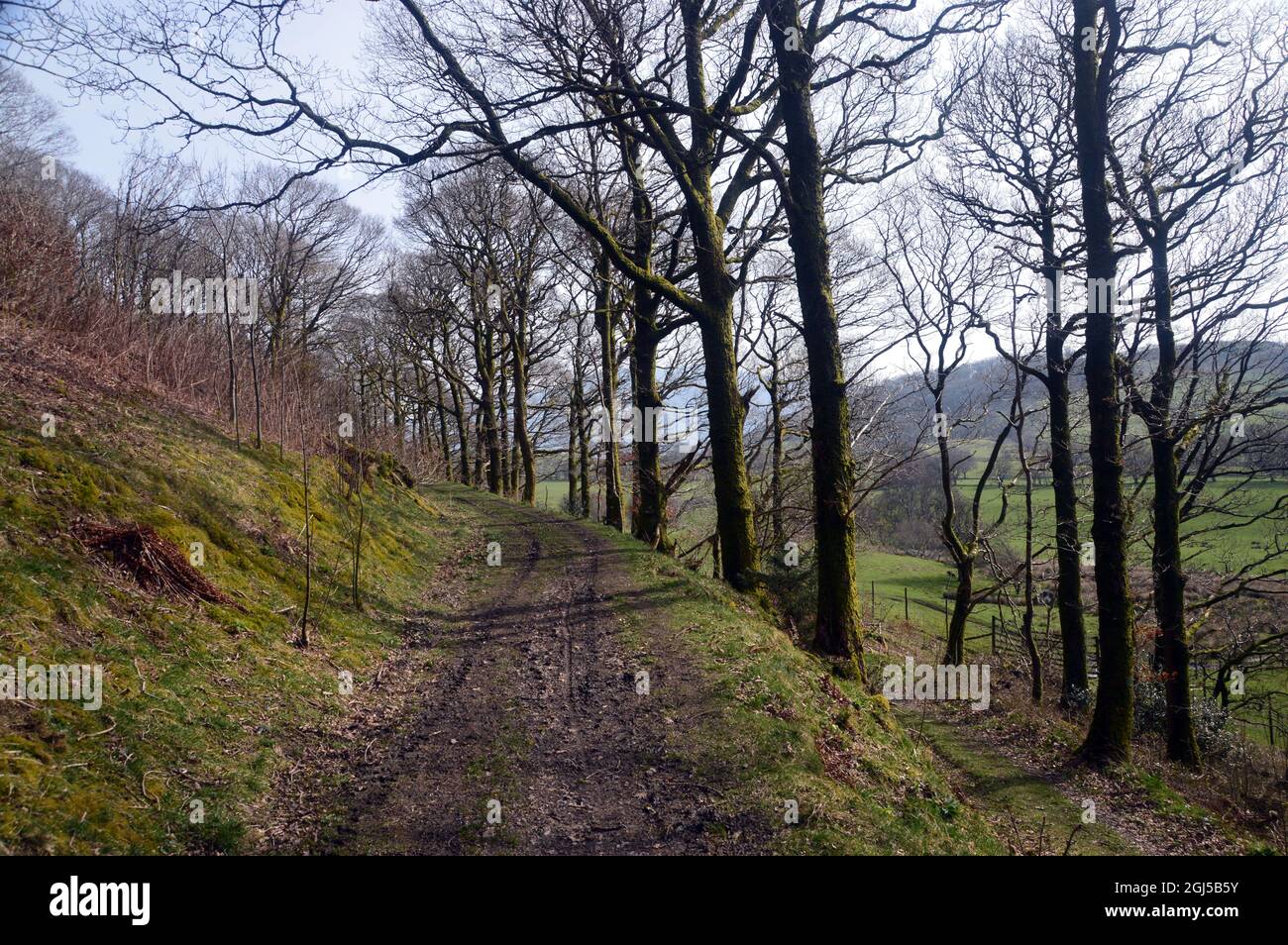 Track in Ancient Chapel Wood (Oak Woodland) on the Wainwright 'Sale