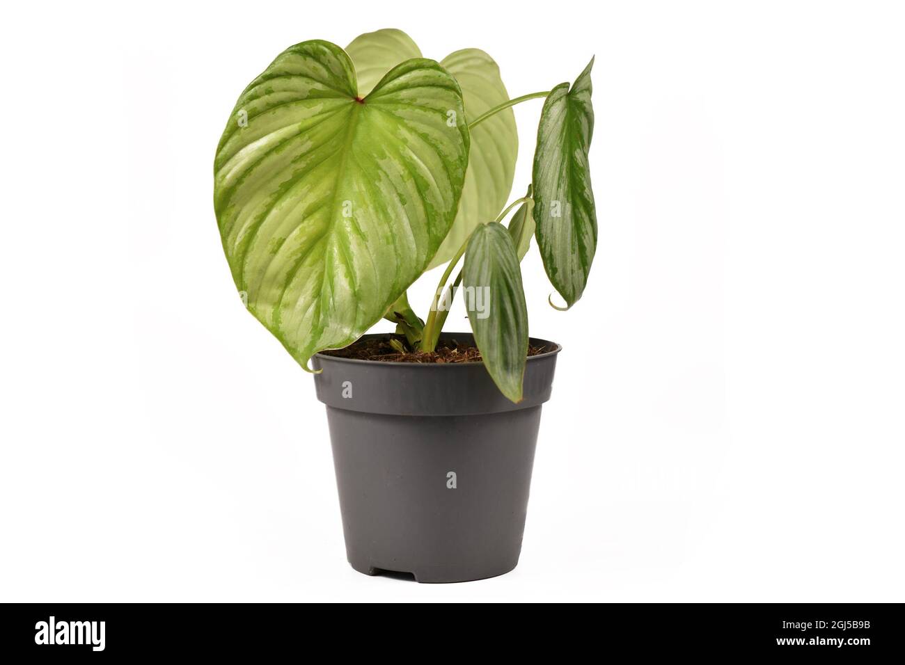 philodendron feel Philodendron Red Sun | Plants main image 1