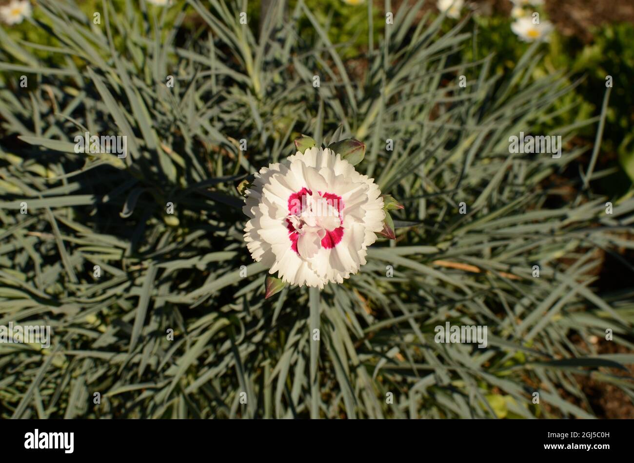 White And Red Dianthus Flower. Stock Photo