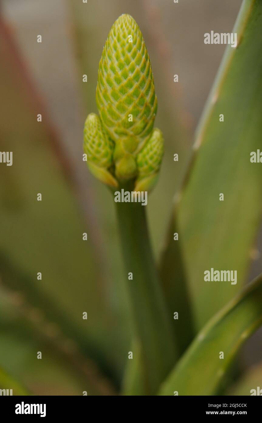 Aloe vera flower plant and bud closeup. Stock Photo