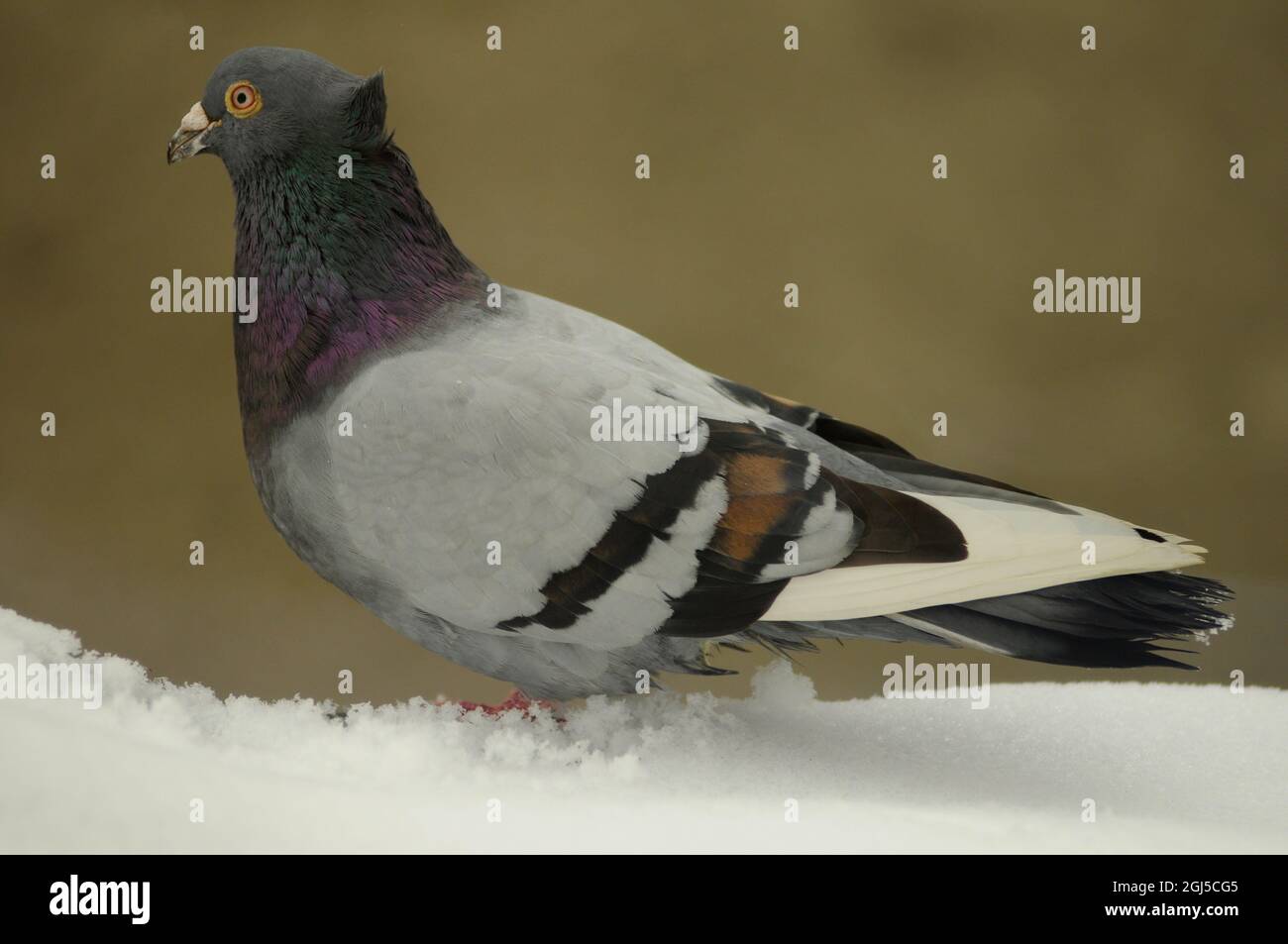 The rock dove, rock pigeon, full body of speed racing pigeon in winter. Stock Photo