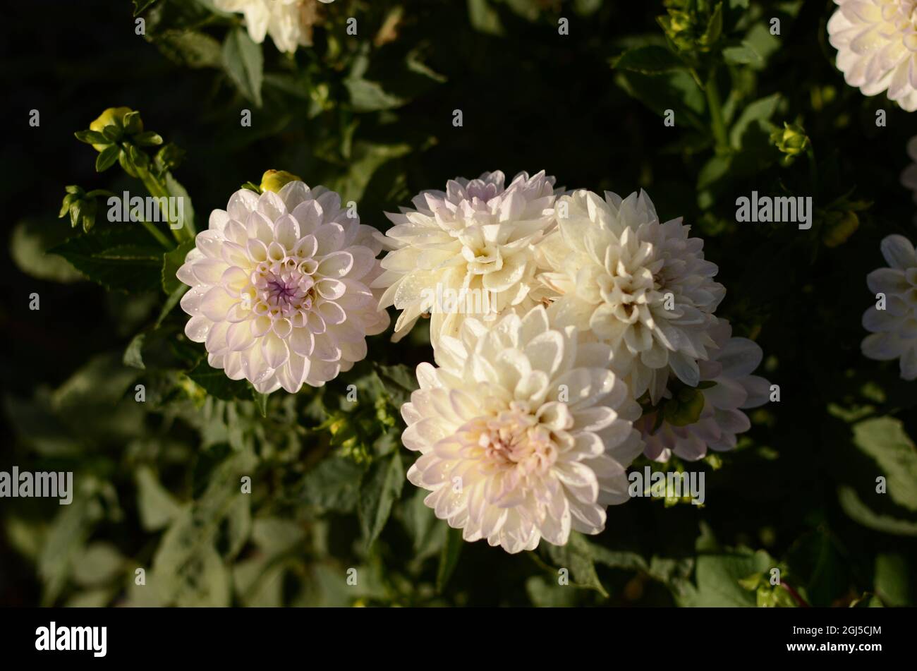 White And Pink 'Eveline' Dahlia Flowers. Stock Photo