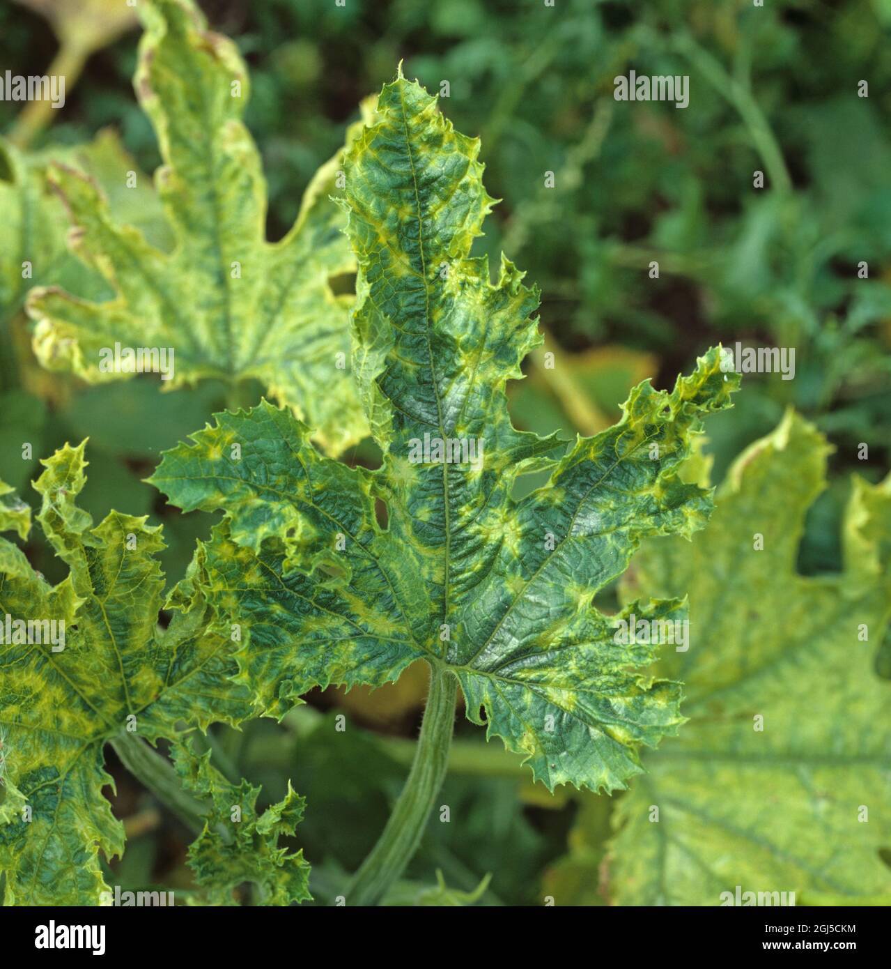 Cucumber green mottle mosaic virus (CGMMV) symptom on a courgette (Cucurbita pepo) leaf Stock Photo
