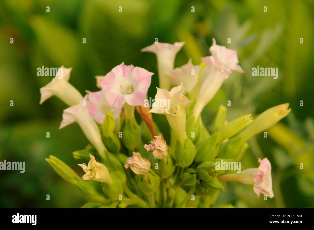 Flowering tobacco plant on tobacco field background. Stock Photo