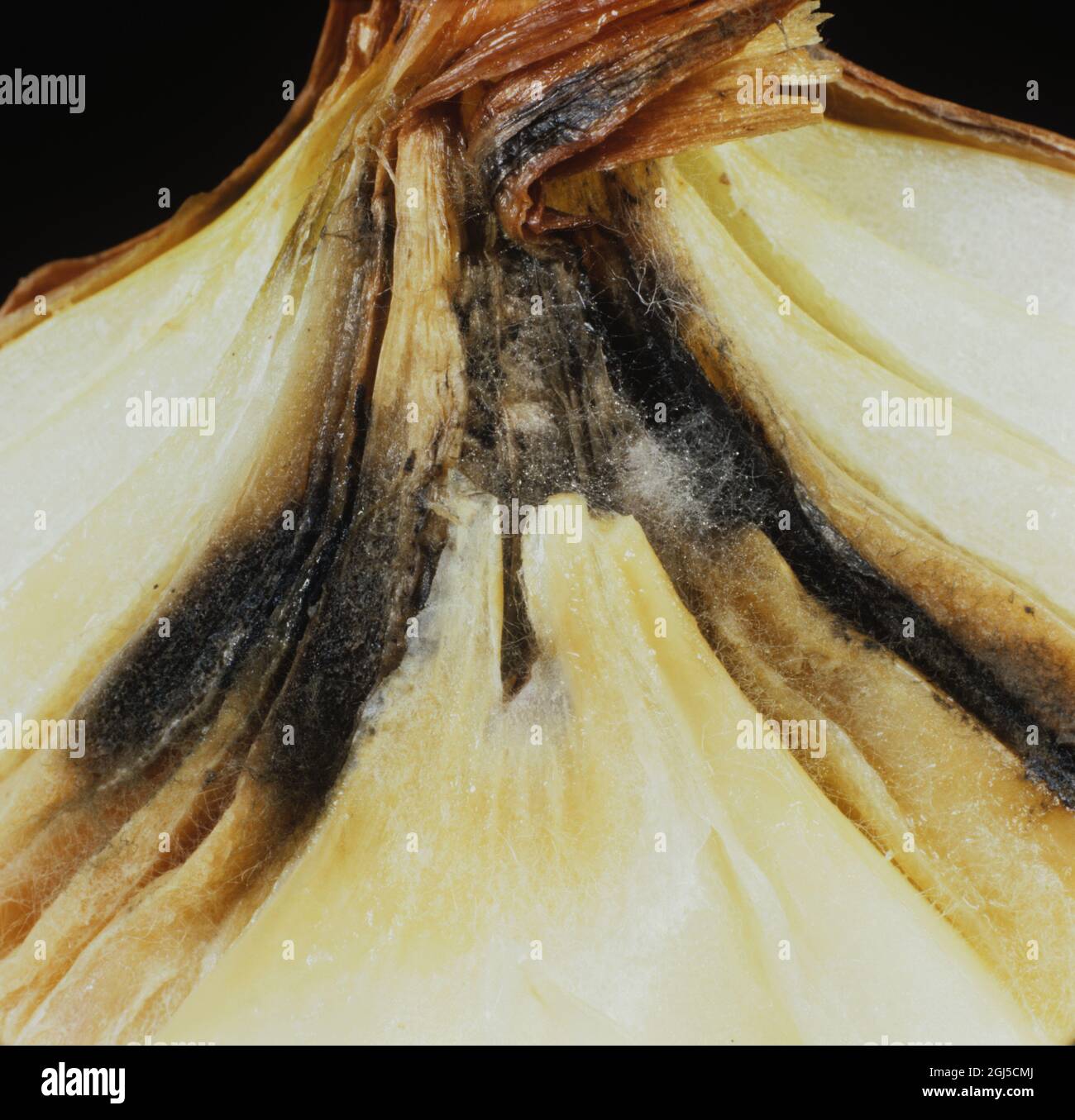 Neck rot (Botrytis allii) showing fungus infection in an onion bulb section Stock Photo