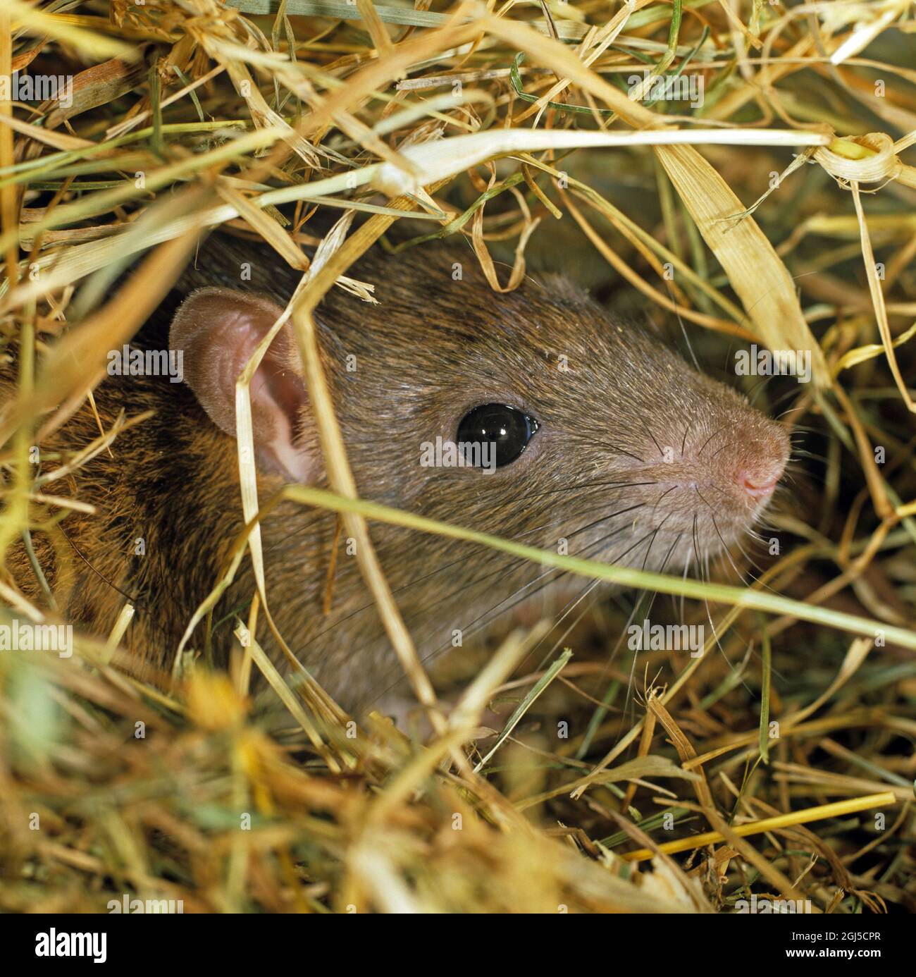 Head of a brown rat (Rattus norvegicus) bright eyes ears among hay in a barn Stock Photo