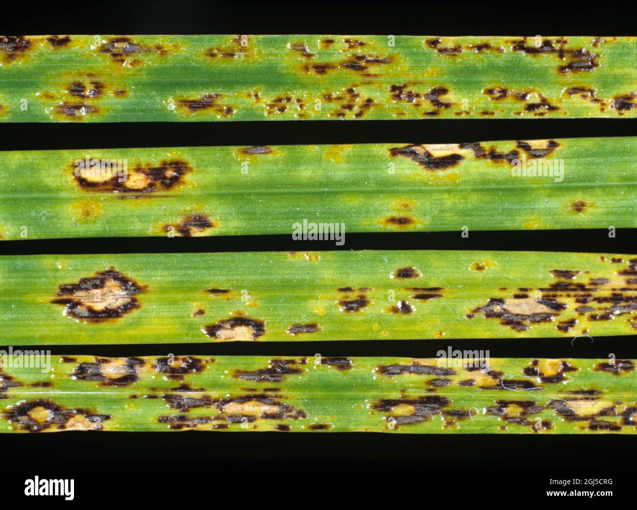 Tarpot (Phyllachora graminis) dark circular necrotic ring shaped  lesions with light centres  of a fungal disease on ryegrass Lolium sp. leaves Stock Photo