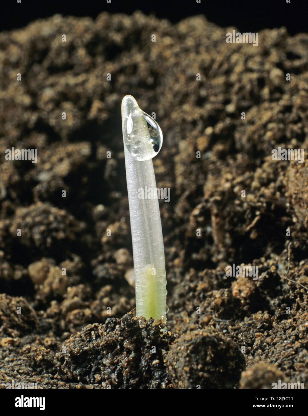Barley seedling emerging from the soil after germination. Translucent coleoptile with exudation droplet wiuth the green of the first foliage leaf just Stock Photo