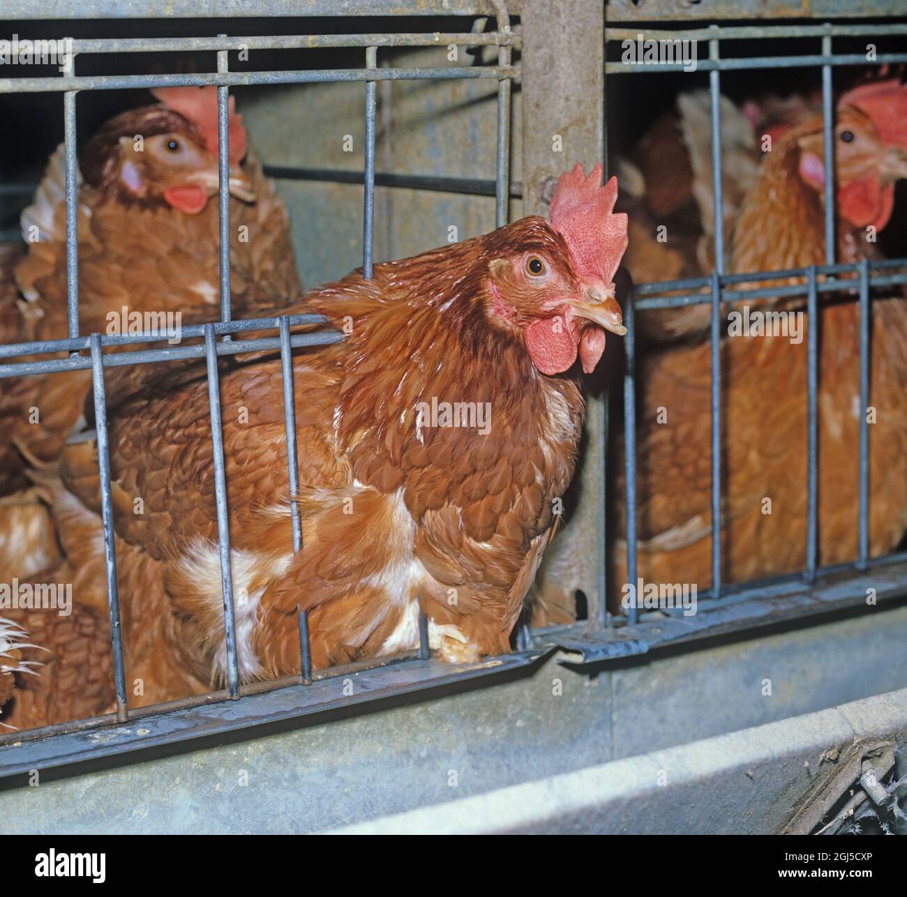 Battery hens (isa brown) egg laying chickens in confined cages with some feather loss, shows access to feeding trough Stock Photo