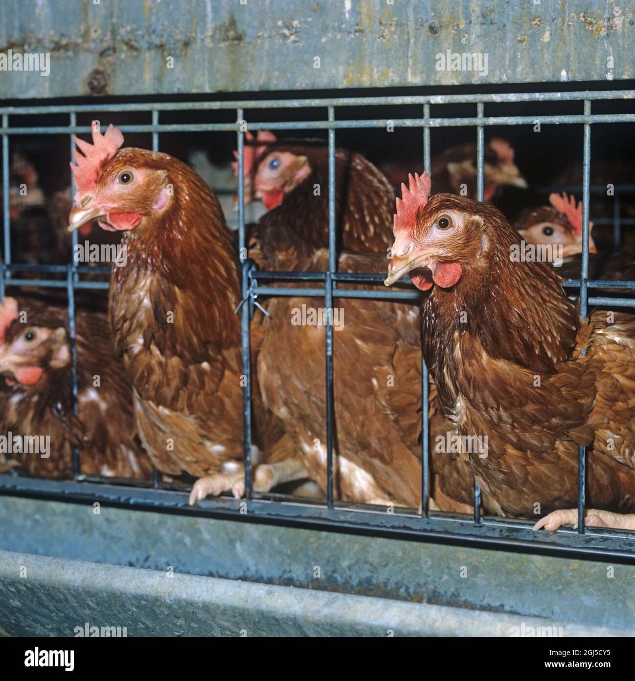 Battery hens (isa brown) egg laying chickens in confined cages with some feather loss, shows access to feeding trough Stock Photo