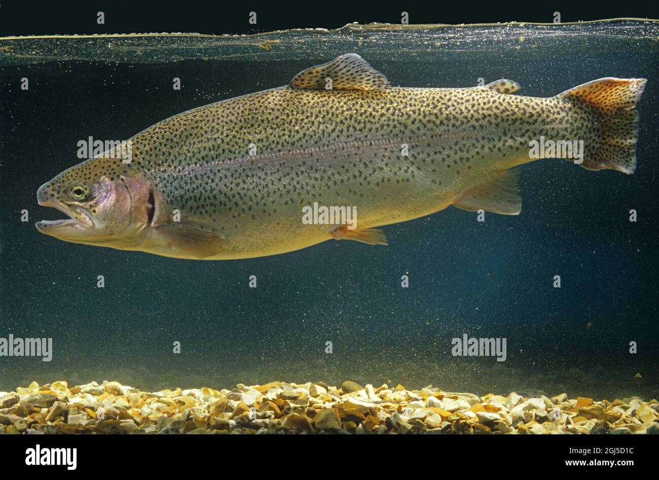 Rainbow trout, Oncorhynchus mykiss, farmed breeding female exhibited in a tank approximately 2.2kg Stock Photo