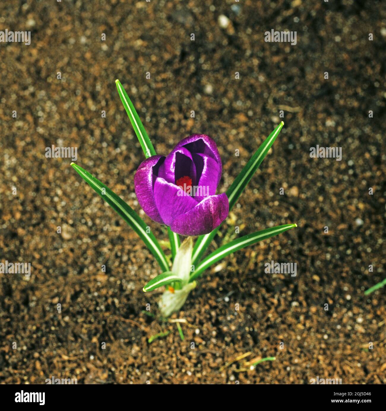 Second in a series of photographs showing the bud of a prurple crocus
