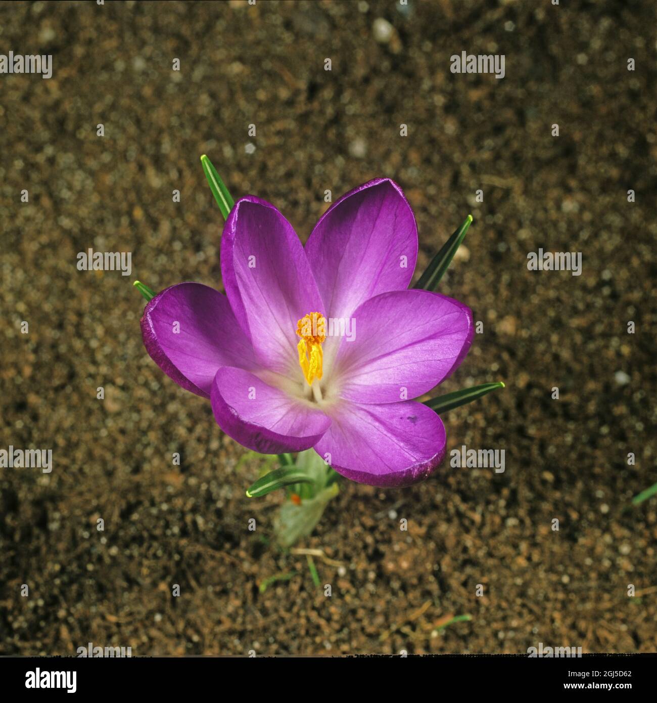 Fourth in a series of photographs showing the bud of a prurple crocus