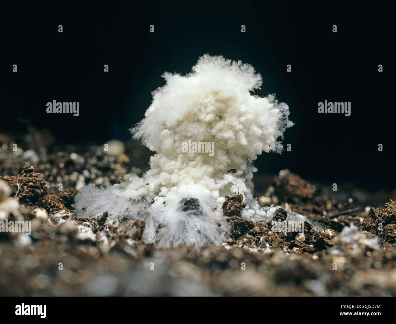 Cobweb disease (Hypomyces rosellus or Cladobotryum dendroides) disease filaments developing on edible cultivated mushrooms Stock Photo