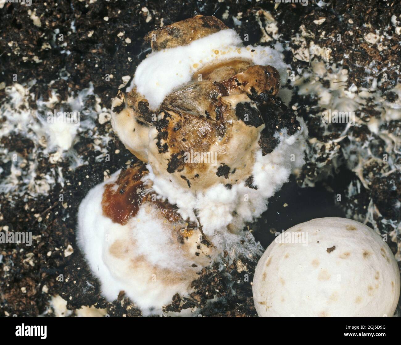 Wet bubble disease (Mycogone perniciosa) fungal disease damage to commercially grown edible mushroom Stock Photo