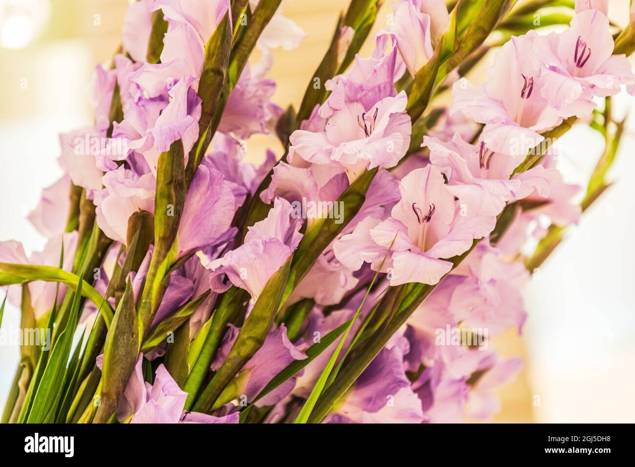 Africa, Egypt. Cairo. Gladiolus or sword lily, a genus of perennial cormous flowering plants in the iris family, Iridaceae. Stock Photo