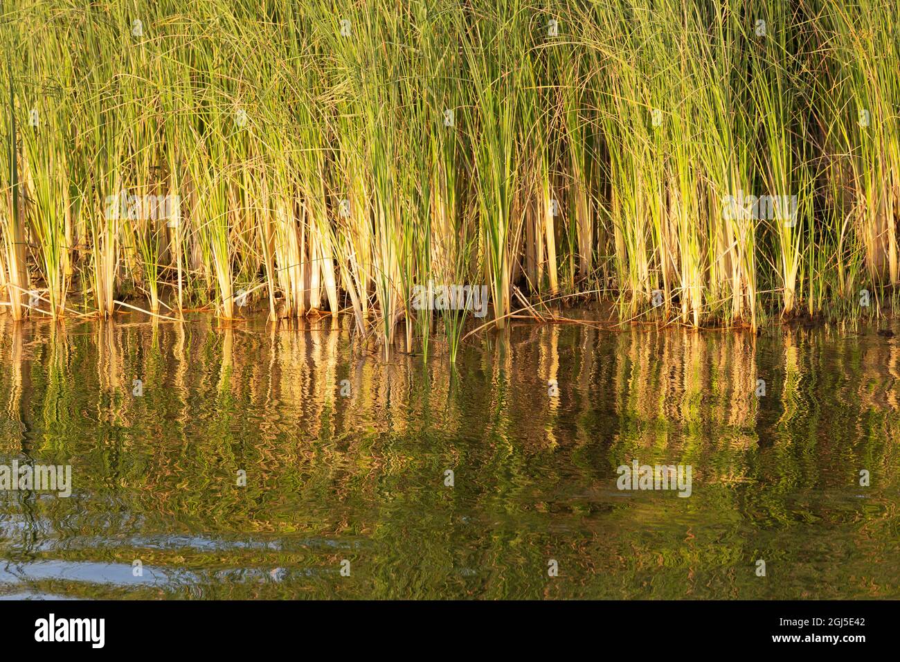 Reeds along the nile river hires stock photography and images Alamy
