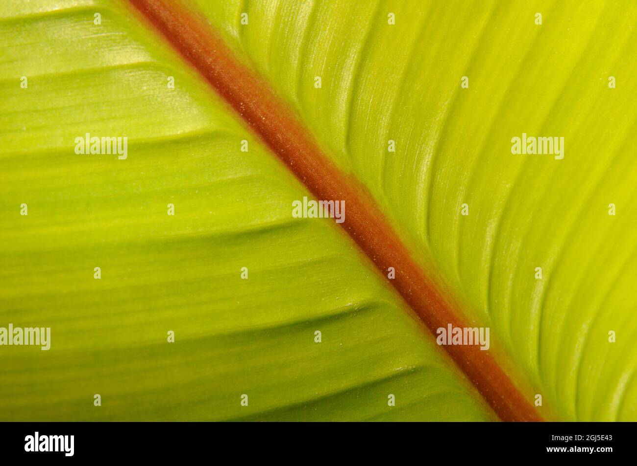 Banana leaf, green banana leaf textured background. Stock Photo