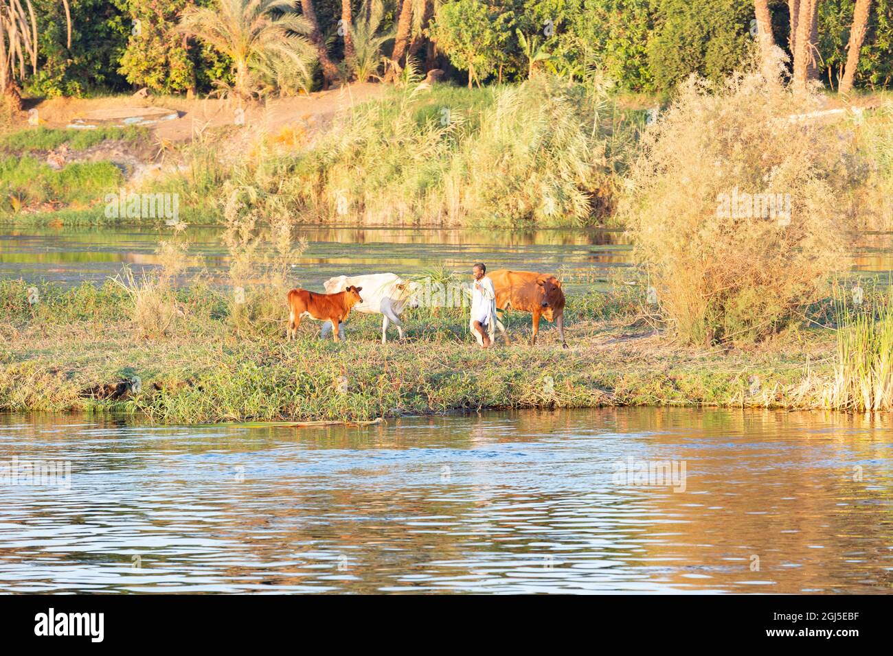 Egypt. Life along the Nile River on a cruise in Egypt. Man feeding cattle.  (Editorial Use Only Stock Photo - Alamy