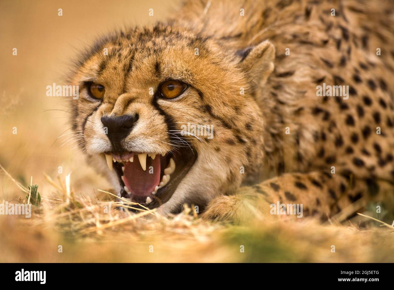 Kenya, Masai Mara National Reserve. Close-up of snarling young cheetah. Stock Photo