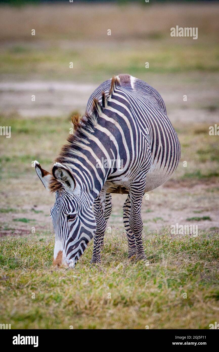 A pregnant Grevy's zebra mare Stock Photo Alamy