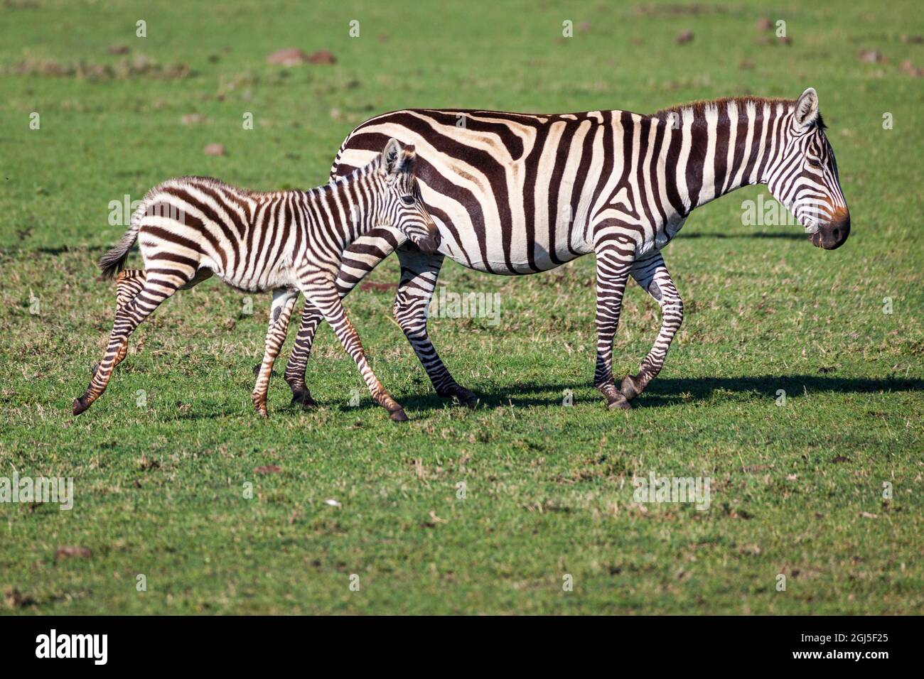 Plains zebra mare and colt walking across the Masai Mara. Kenya Stock
