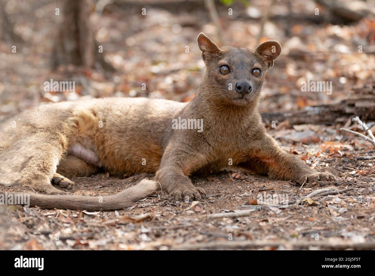 Africa, Madagascar, Kirindy Reserve. A fossa resting in the shade of the forest. Stock Photo
