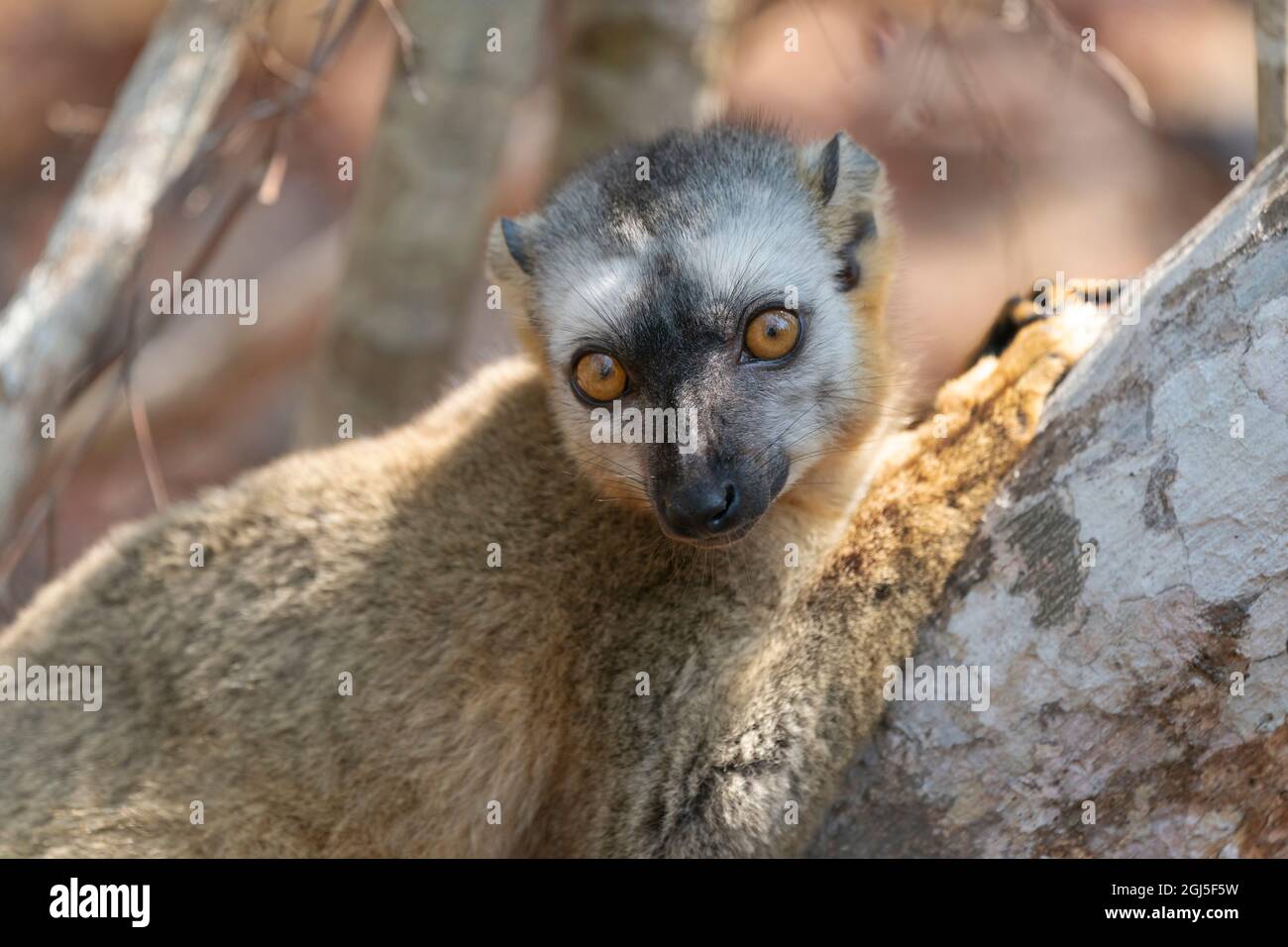 Africa, Madagascar, Kirindy Reserve. A female red-fronted brown lemur relaxes in the shade. Stock Photo