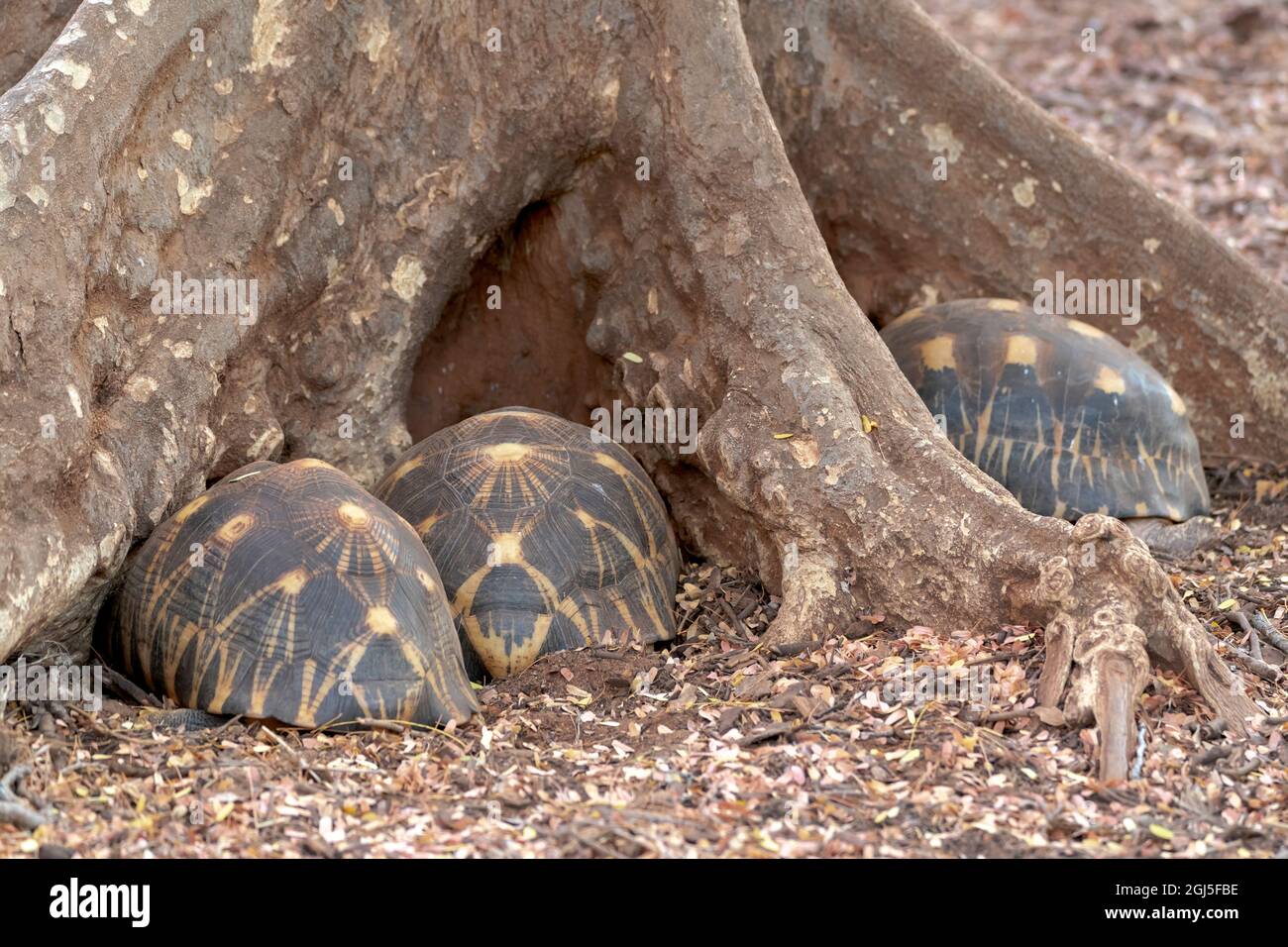 Africa, Madagascar, Anosy Region, Berenty Reserve. These endangered ...