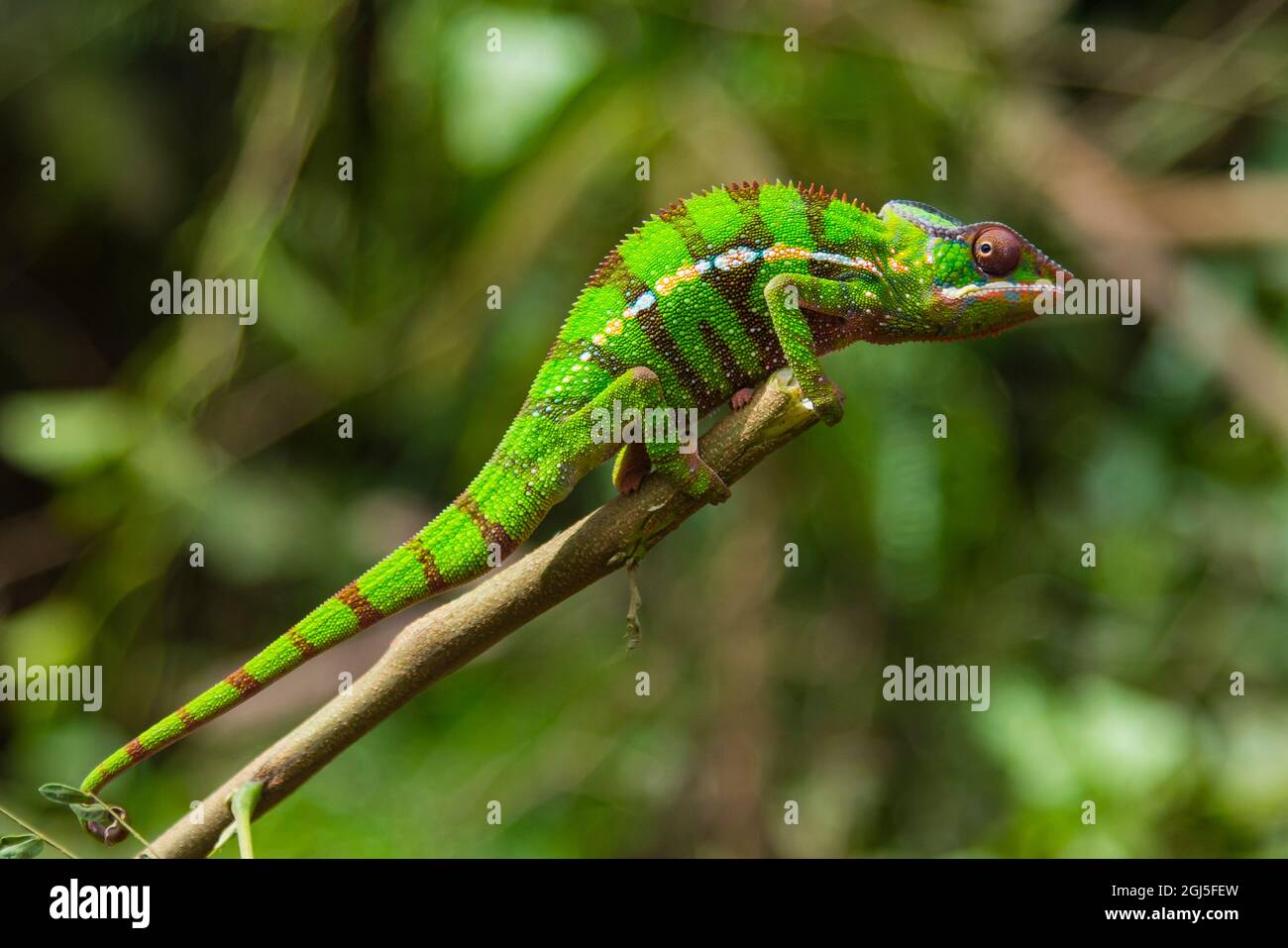 Madagascar, Amber Mountain. Panther chameleon Stock Photo - Alamy