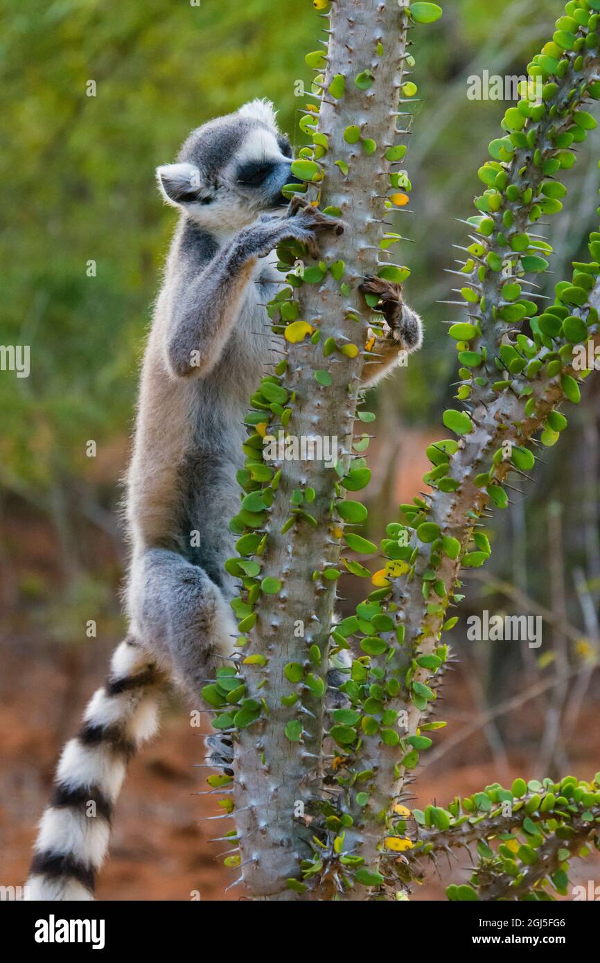 Madagascar, Berenty, Berenty Reserve. Ring-tail lemur eating leaves from a Alluaudia procera tree, being careful of the sharp spines. Stock Photo