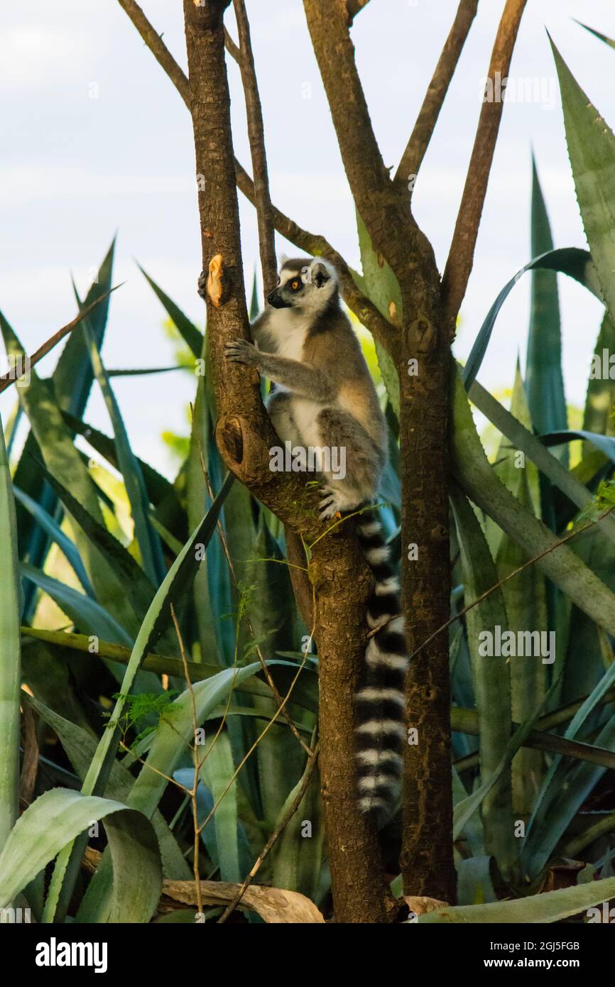 Madagascar, Berenty, Berenty Reserve. Ring-tailed lemur in a tree. Stock Photo