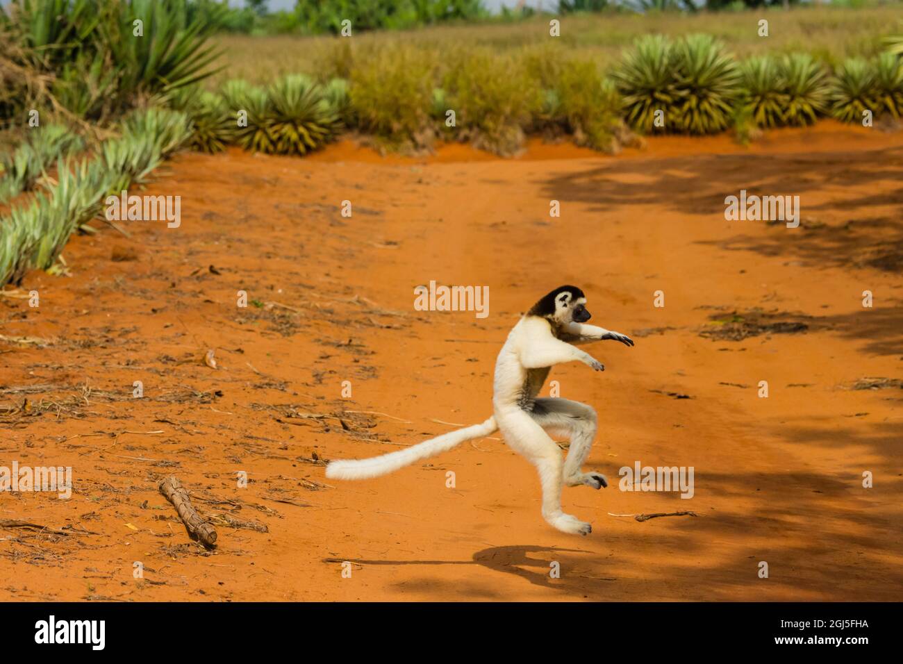 Madagascar, Berenty, Berenty Reserve. Evreux's sifaka's cannot walk, so they must travel by leaping across any open areas they encounter. Stock Photo
