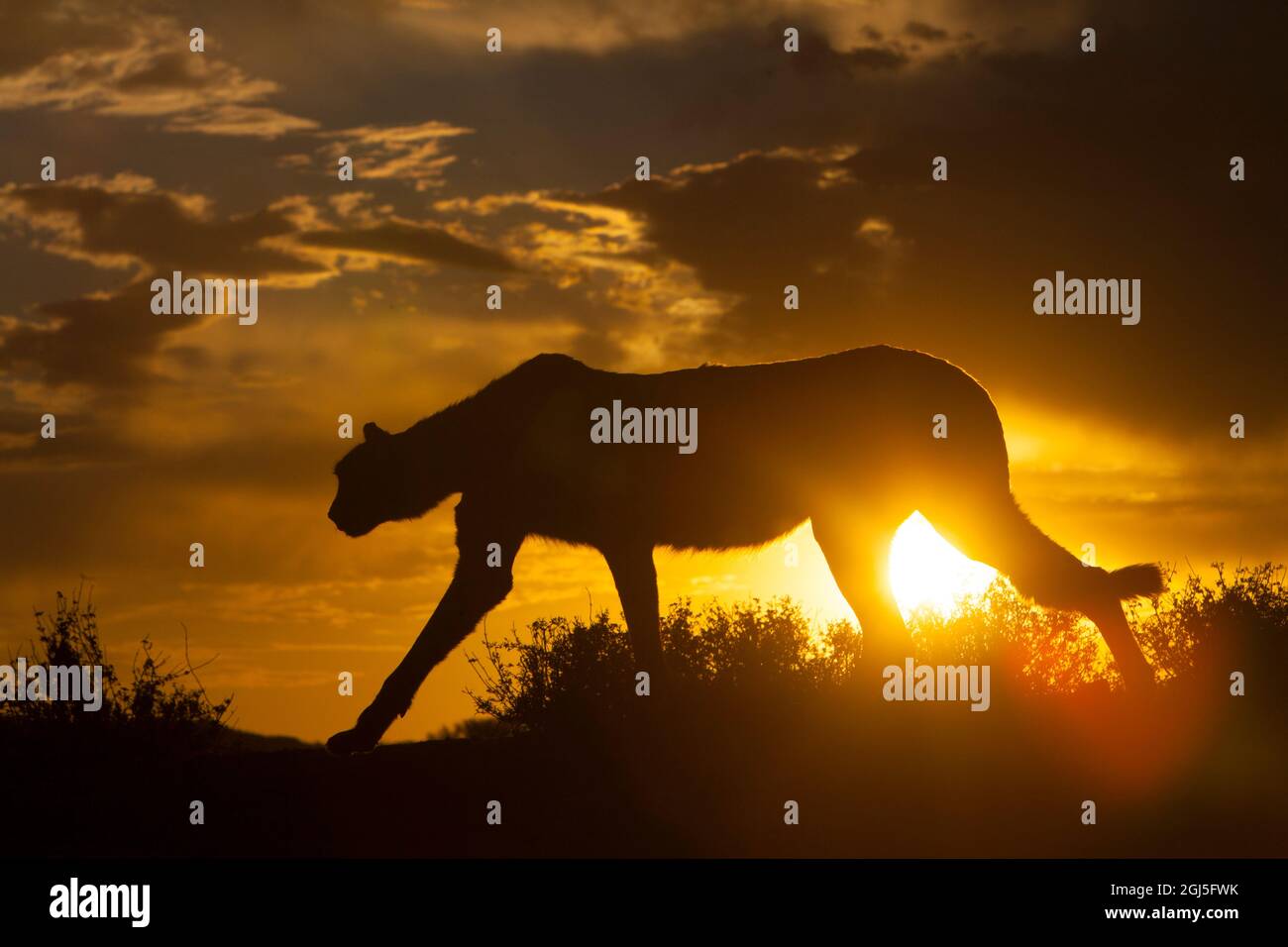 Namibia. Cheetah silhouette at sunset Stock Photo - Alamy