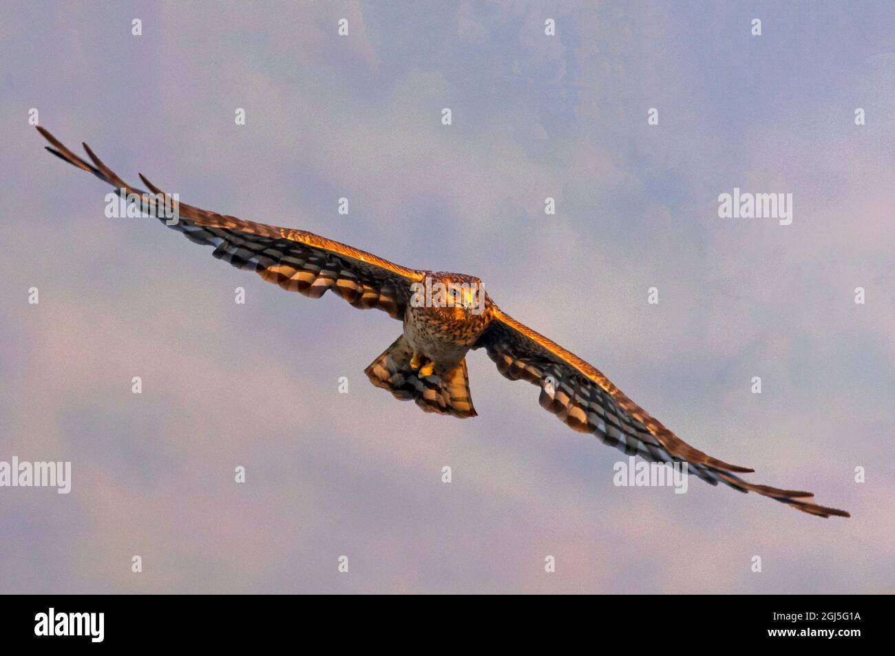 A female Northern Harrier (Circus cyaneus) glides over the fields hunting for prey at Farmington Bay Waterfowl Management Area, Farmington, Utah, USA. Stock Photo