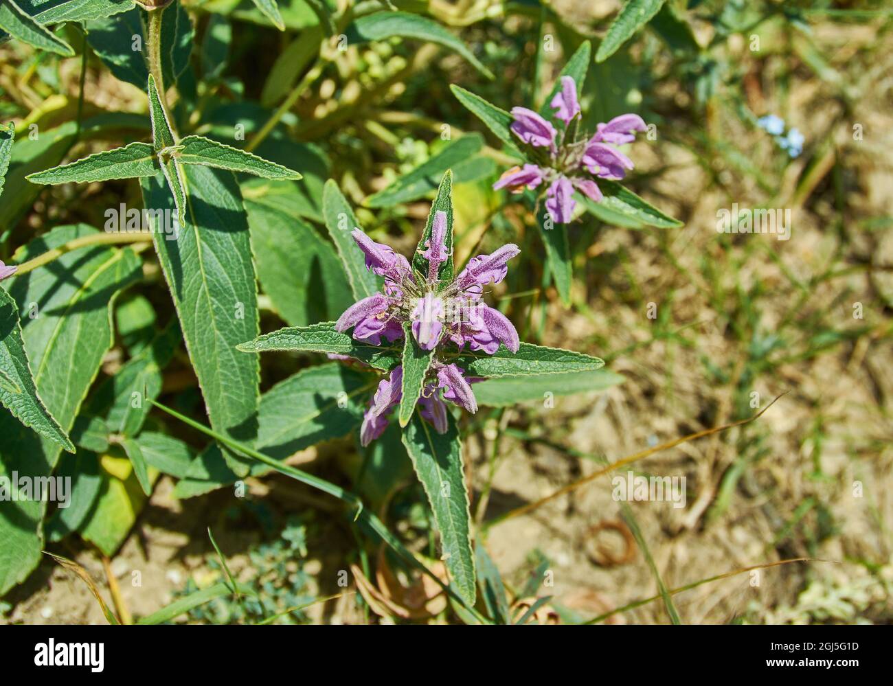 Phlomis taurica, Phlomis herba-venti, native of Crimea and the Caucasus where it grows on dry rocky hillsides Stock Photo