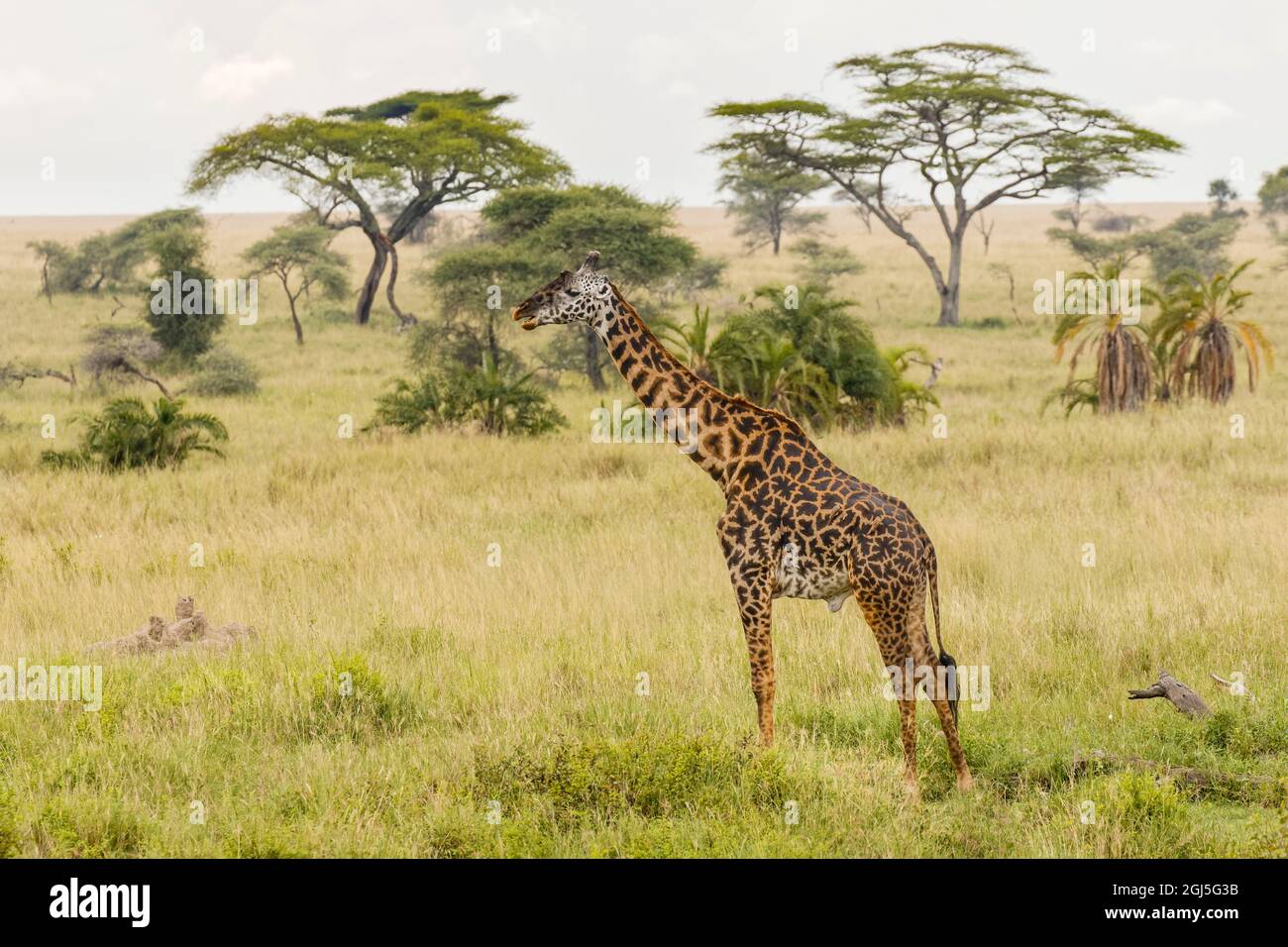 Masai Giraffe Serengeti National Park Tanzania Africa Stock Photo masai-giraffe-serengeti-national-park-tanzania-africa-stock-photo