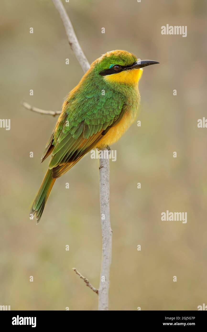 Little bee eaters, Serengeti National Park, Tanzania, Africa Stock ...