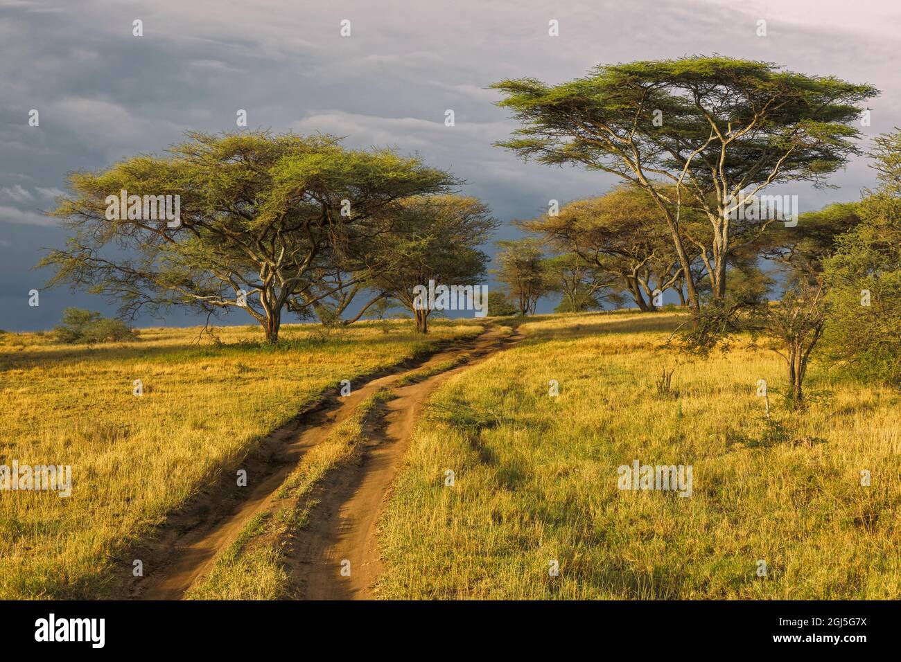 Rural dirt road through acacia forest in evening light, Serengeti National Park, Tanzania, Africa. Stock Photo