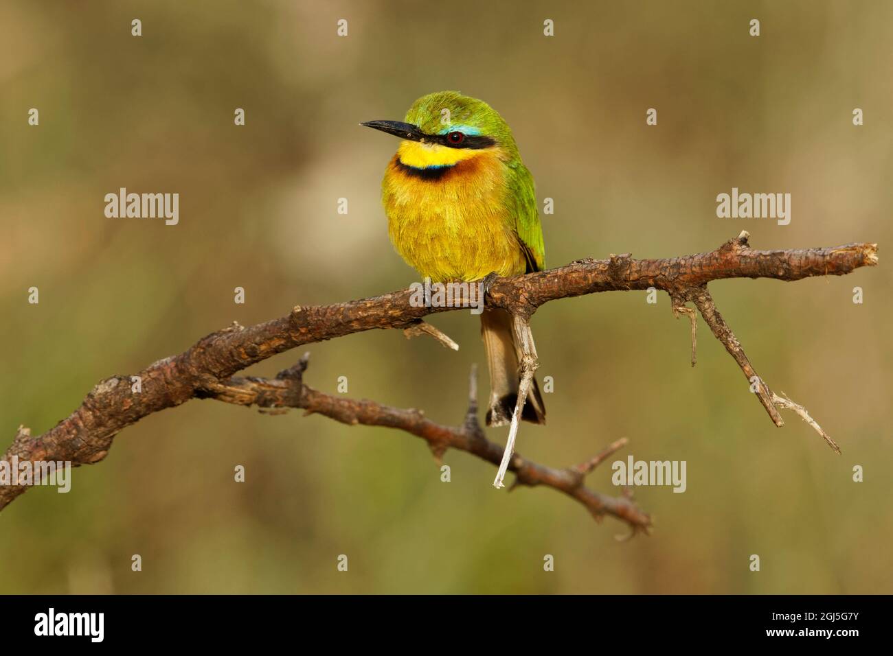 Little bee eaters, Serengeti National Park, Tanzania, Africa Stock ...