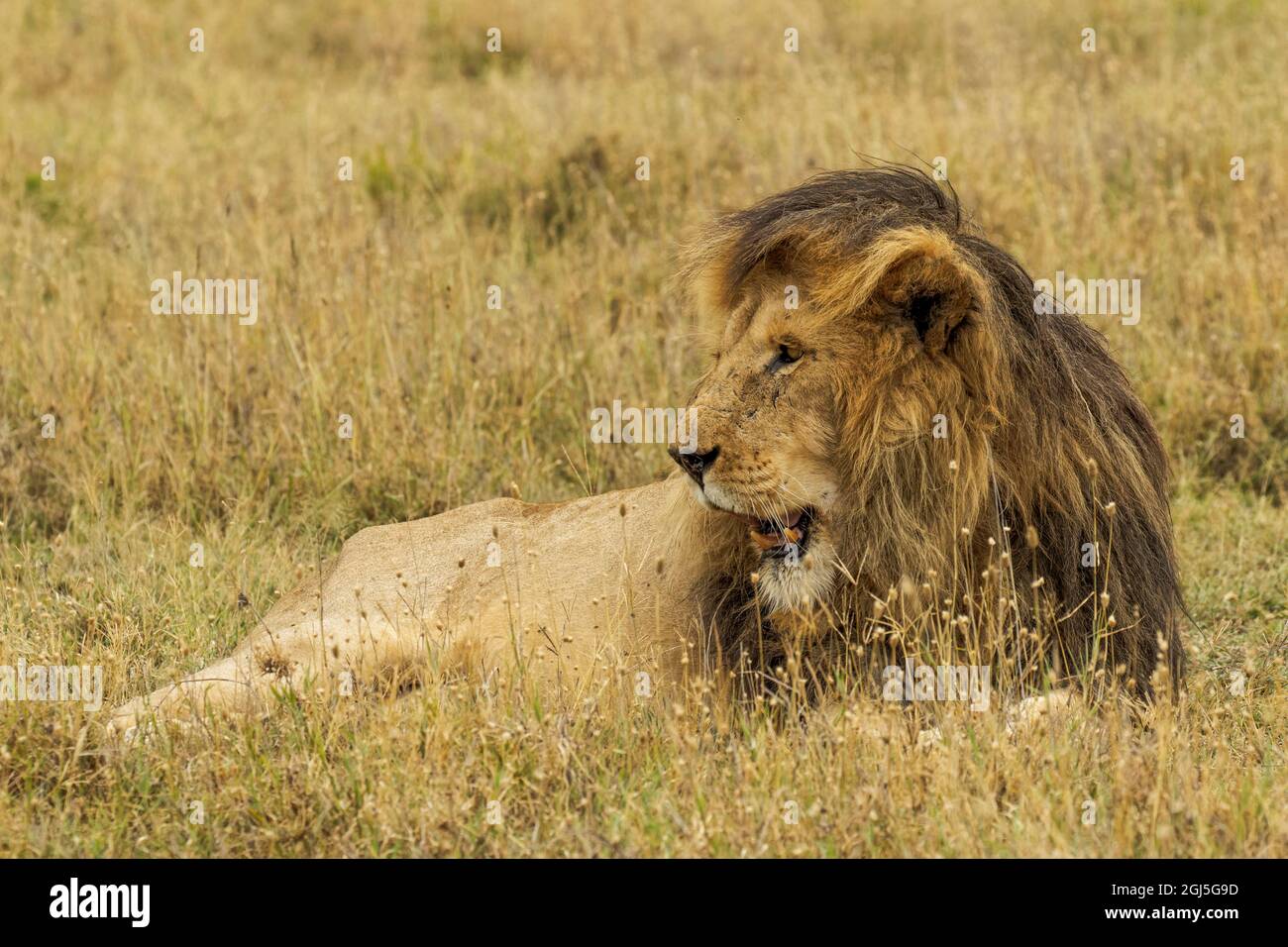 Large black maned male Lion, Serengeti National Park, Tanzania, Africa ...