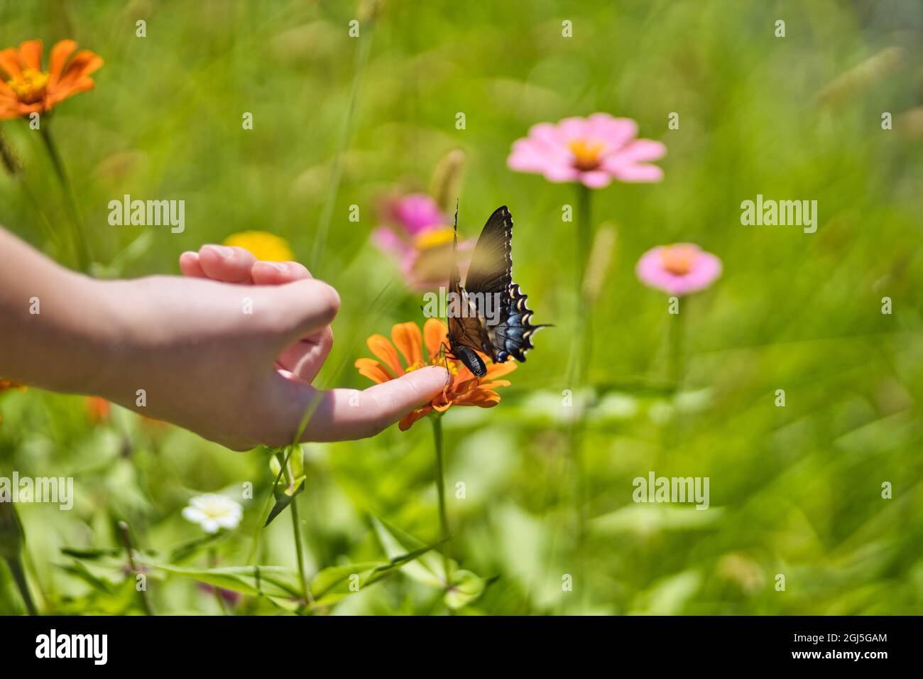 Woman's hand touching a butterfly in a flower field Stock Photo Alamy