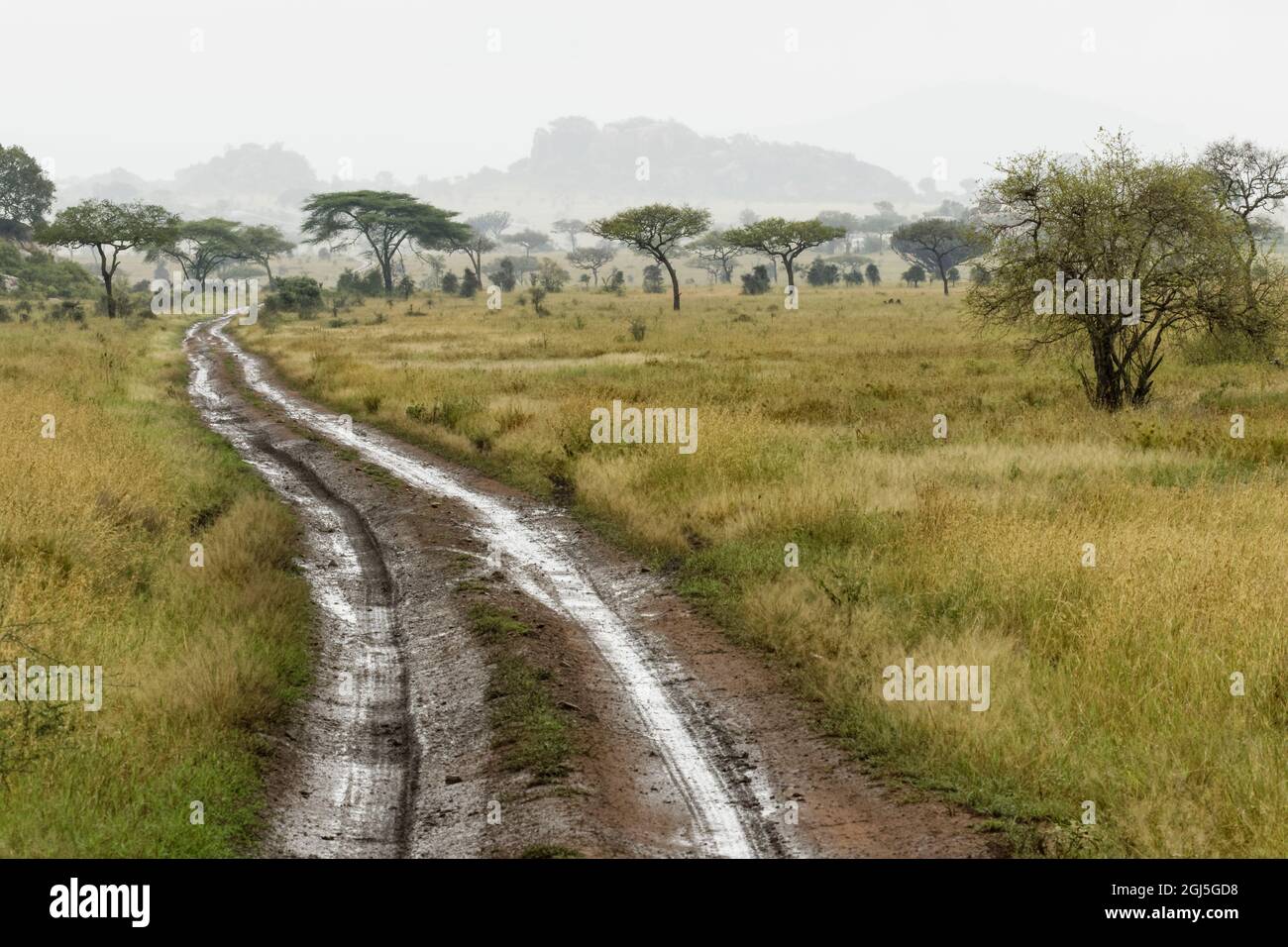 Rainy season in Serengeti National Park, Tanzania, Africa Stock Photo