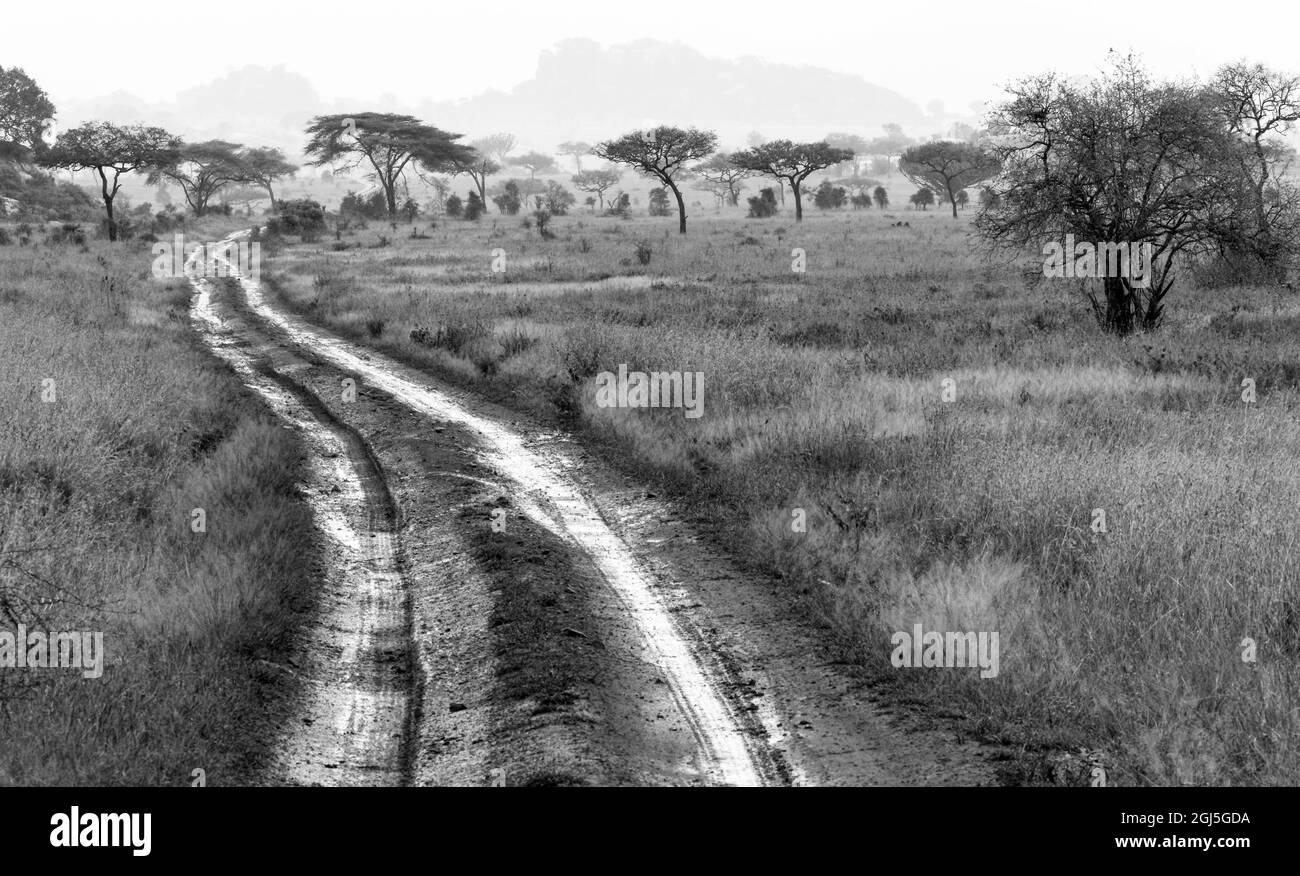 Rainy season in Serengeti National Park, Tanzania, Africa Stock Photo