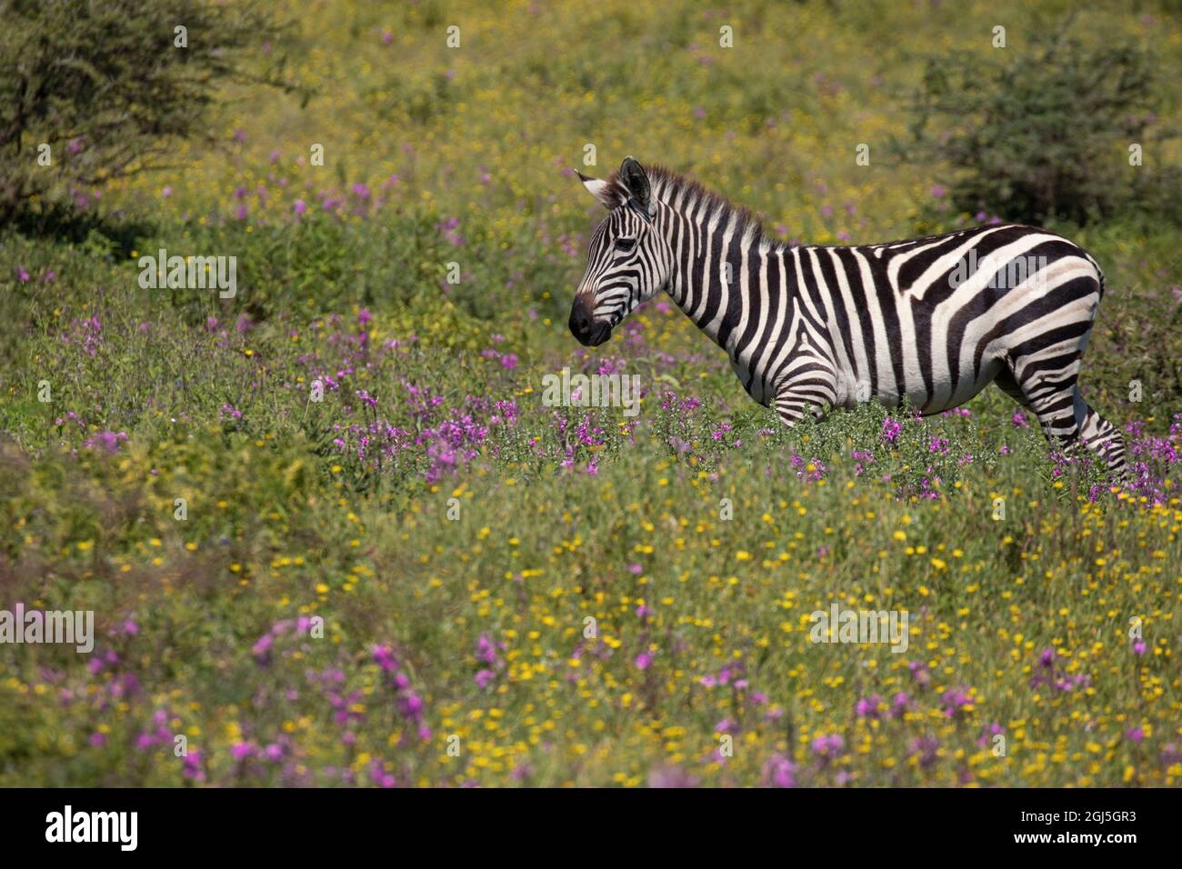 Savannah gardens go on a Safari with new South African phlox