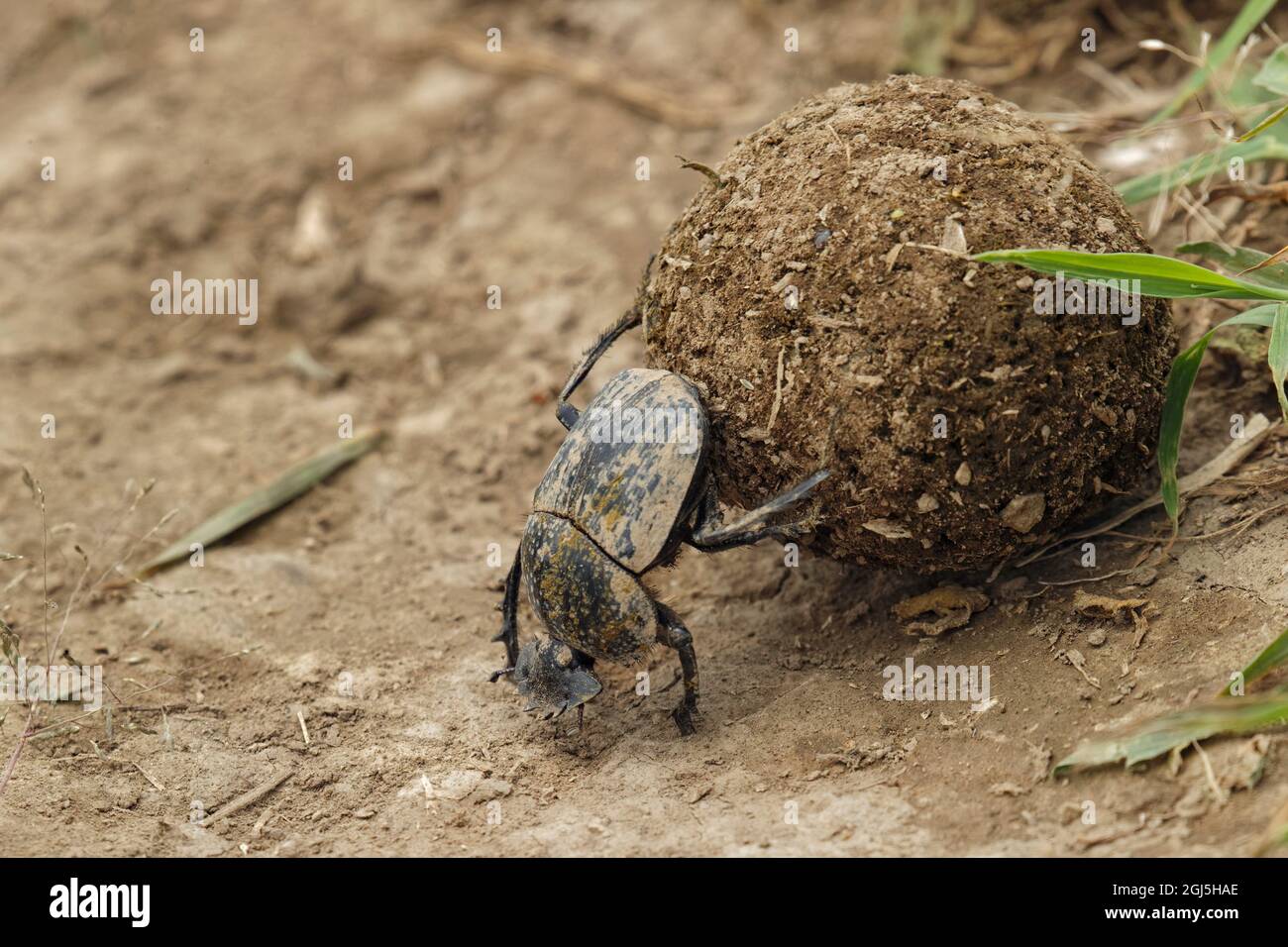 Dung beetle rolling a ball of elephant dung, Serengeti National Park, Tanzania, Africa Stock Photo