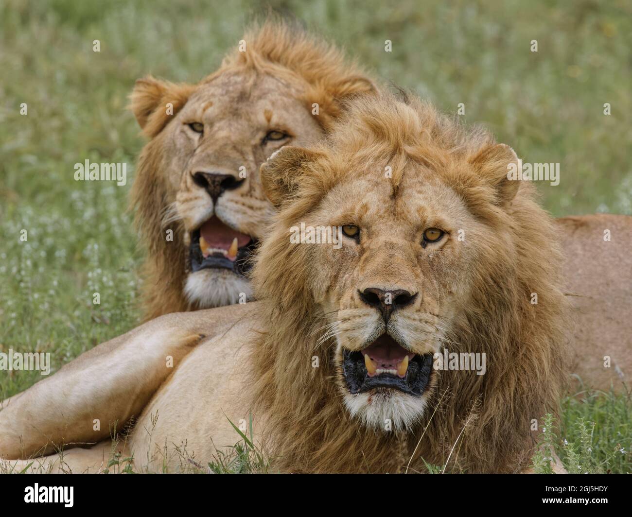 Adult male, lions resting on savanna, Serengeti National Park, Tanzania ...