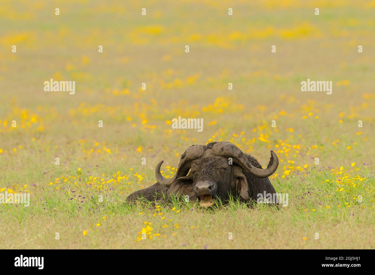 Africa, Tanzania, Serengeti National Park. Cape buffalo yawning. Credit as: Cathy & Gordon Illg / Jaynes Gallery / DanitaDelimont.com Stock Photo