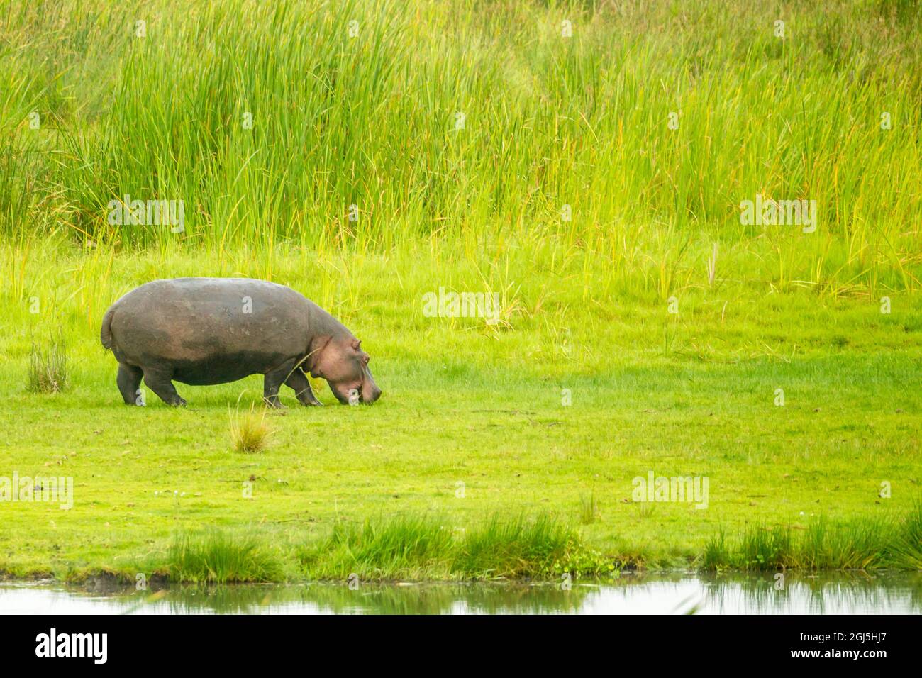 Africa, Tanzania, Ngorongoro Crater. Hippo on shore of pond. Credit as: Cathy & Gordon Illg / Jaynes Gallery / DanitaDelimont.com Stock Photo
