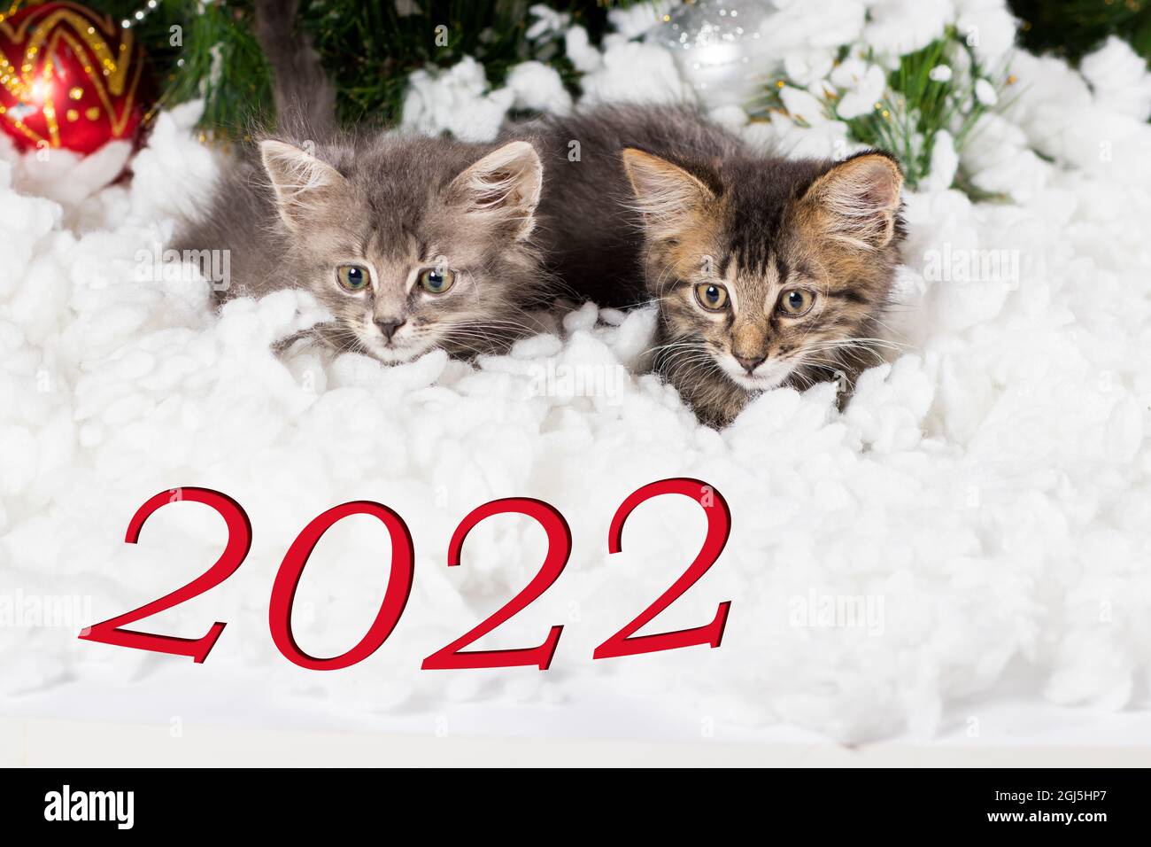 Kittens For Christmas 2022 Two Kittens Peek Out From Under The Snow And Look At The 2022 Numbers.  Christmas And New Year Card Stock Photo - Alamy